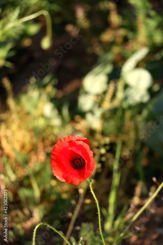 Poppy flower in a field. Selective focus.