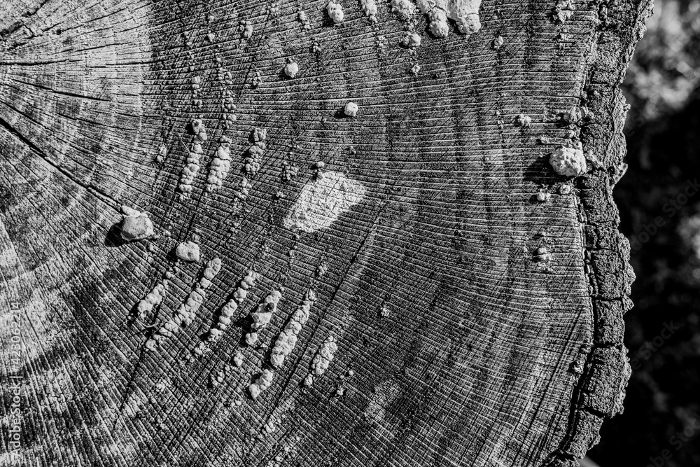 Fototapeta premium Wood texture