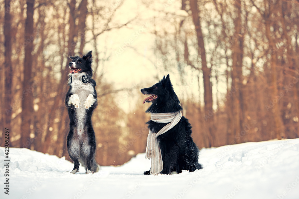 Obraz premium Border collie dogs and belgian shepherd dog for a walk in the park in winter