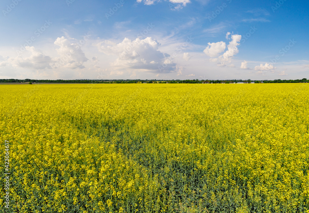 Obraz premium blooming rapeseed field, canola or colza on a sunny summer day