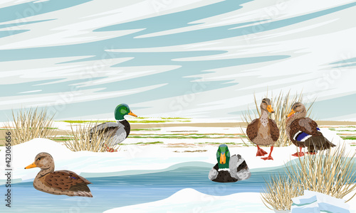 A flock of mallard ducks with drakes and female ducks swims in the shallow rivers near the field in early spring. Melting snow and an empty field. Anas platyrhynchos. Realistic spring vector landscape photo