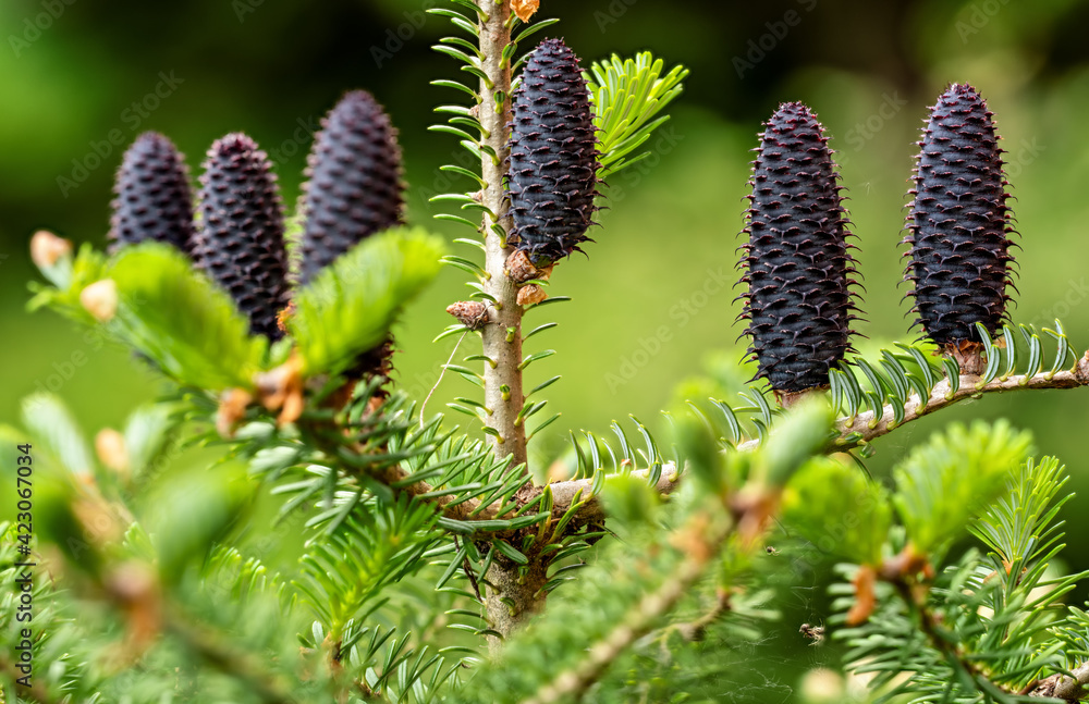 Young spruce abies species cones growing on branch with fir, closeup detail