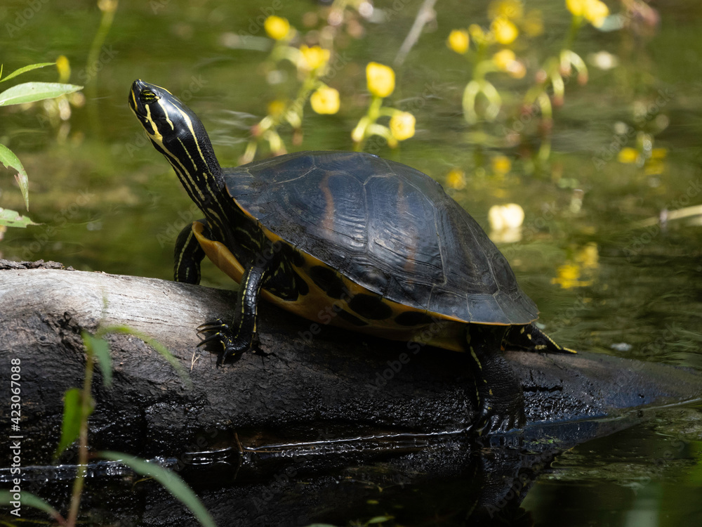 Peninsula cooter (Pseudemys peninsularis) freshwater turtle - Florida Peninsula cooter (Pseudemys peninsularis) freshwater turtle - Florida