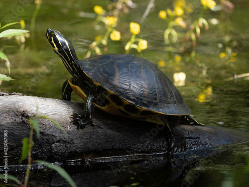 Peninsula cooter (Pseudemys peninsularis) freshwater turtle - Florida