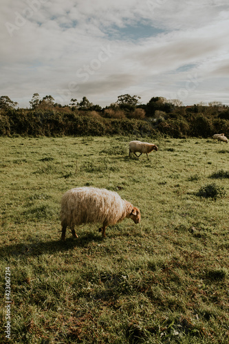 Herd of sheep pasturing in lush green field on sunny day in countryside photo