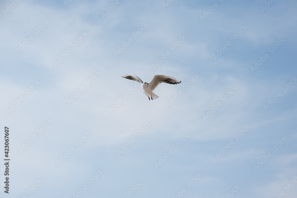 A beautiful, large white seagull flies against the blue sky, soaring above the clouds, spreading its long wings in the daytime. Photo of a bird.