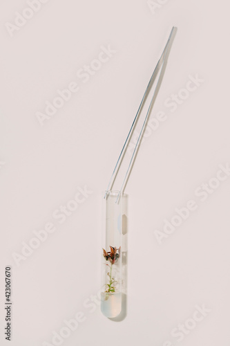 From above of tweezers and glass flasks with plants arranged in rows on white table for biotechnological experiments