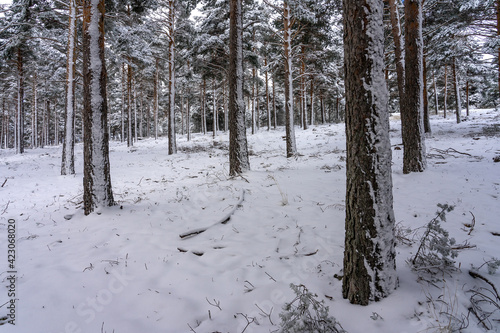 Pine forest covered with snow in Candelario, Salamanca, Castilla y Leon, Spain. photo