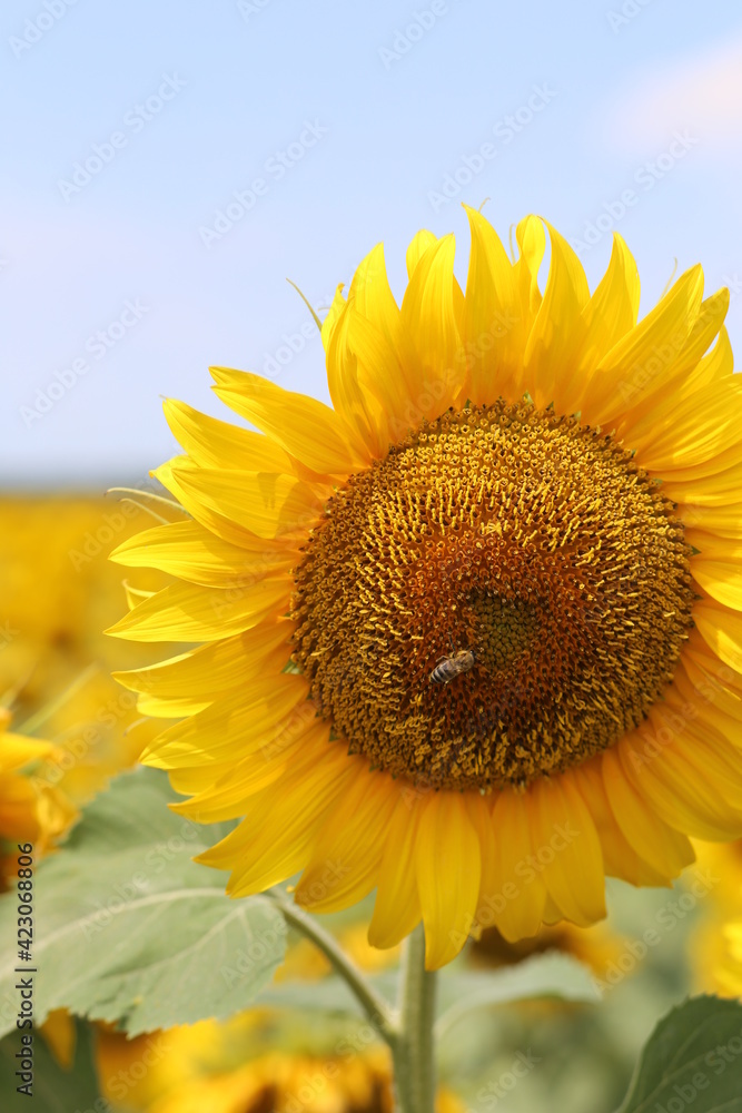Naklejka premium sunflower of blue sky