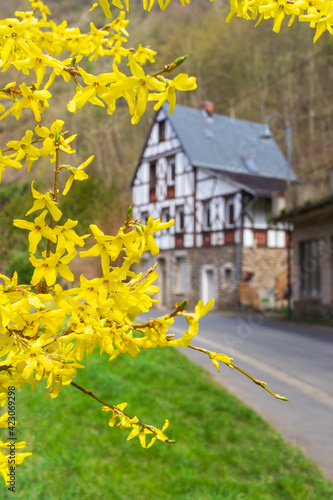 Forsythia flowers in front of with green grass and european house. Golden Bell, Border Forsythia blooming in spring garden bush.