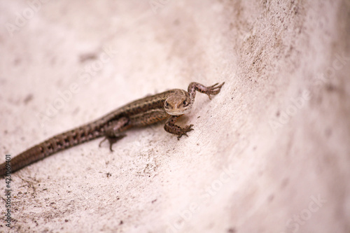 Lizard in wildlife