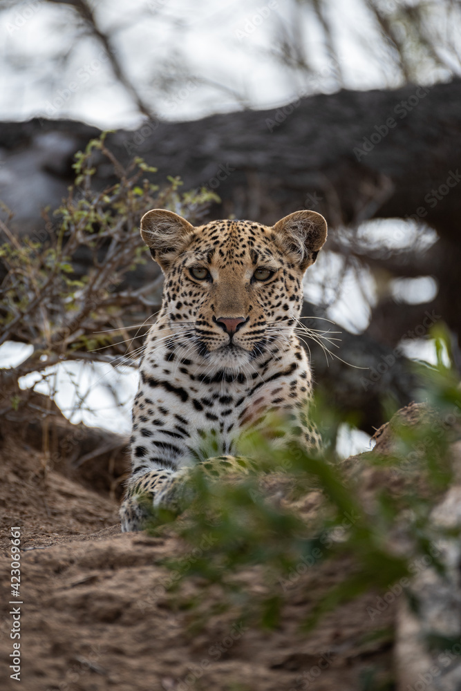 A female Leopard seen on a safari in South Africa A female Leopard seen on a safari in South Africa
