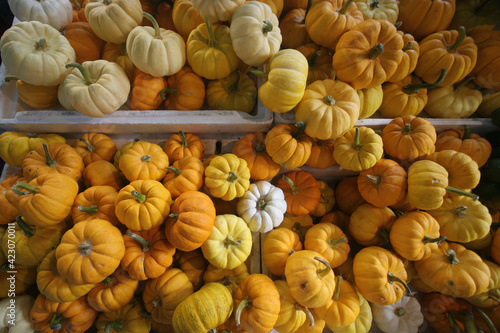 Small pumpkins on sale in a market © Silvio