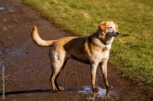 Dog standing happily in a puddle. The dog has a raised bright tail and its head is directed towards the sun. A dog unleashed is playing in the park.
