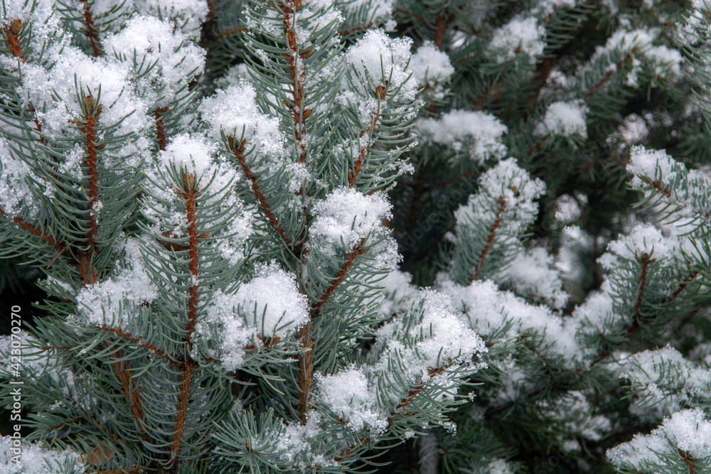 spruce branches in the snow