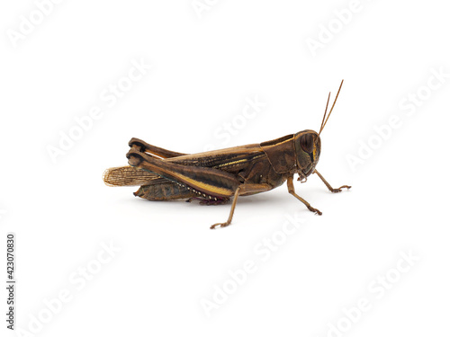 Grasshopper (Locust) isolated on white background © Danut Vieru