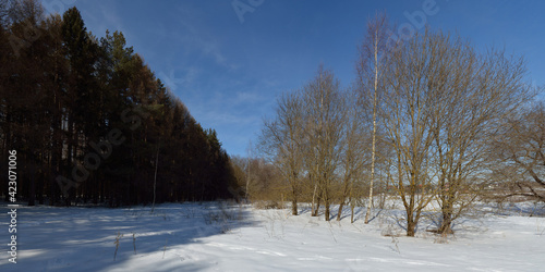 Fototapeta Naklejka Na Ścianę i Meble -  Spring walk through the forest, beautiful panorama.