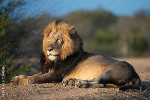 Portrait of a large male lion seen on a safari in South Africa