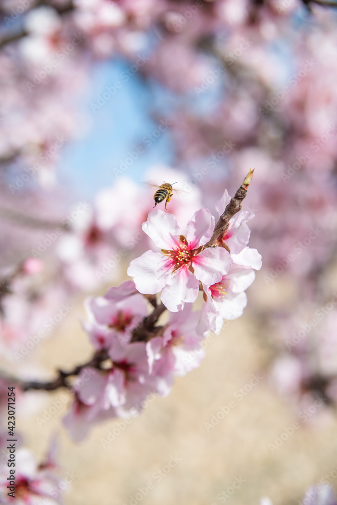 Hardworking bee sipping sweet nectar on tender pink flower growing on blossoming almond tree in spring garden on sunny day Hardworking bee sipping sweet nectar on tender pink flower growing on blossoming almond tree in spring garden on sunny day