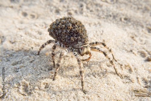 mother wolf spider (Lycosa singoriensis) with a lot of babies on her back