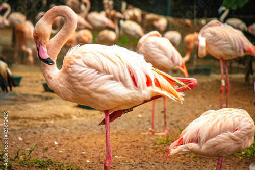 pink flamingos  south america