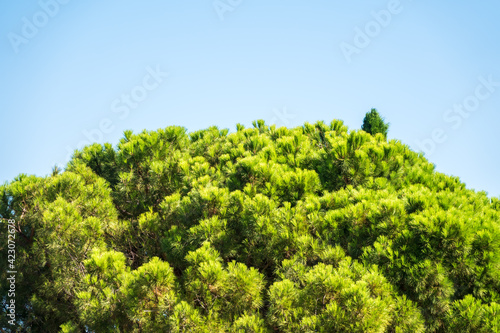 Green pine tree with long needles on a background of blue sky. Freshness, nature, concept. Latin: Pinus brutia
