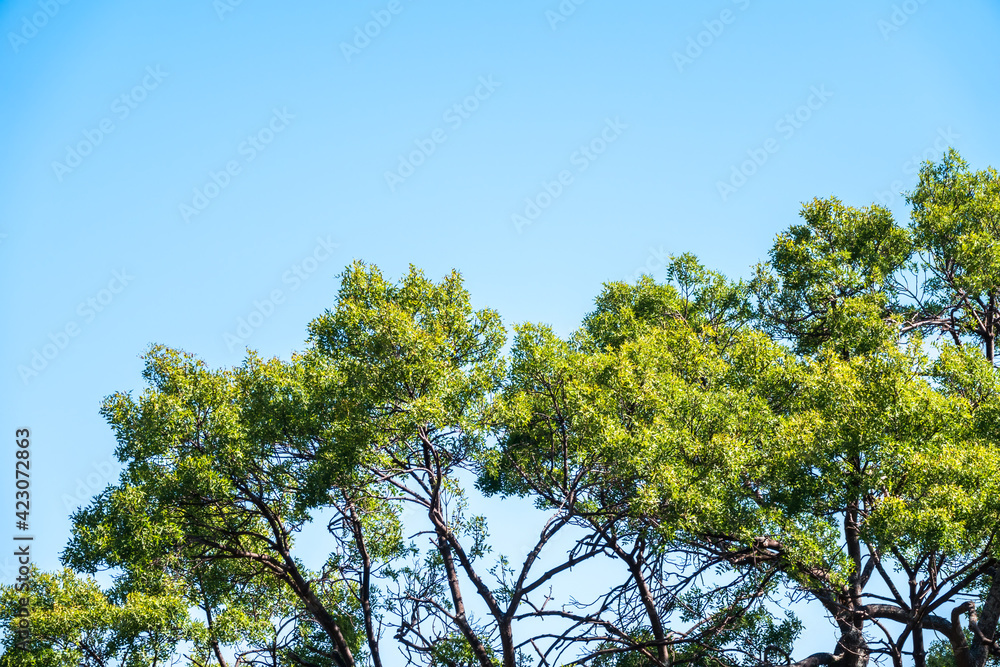 Tall tree with green leaves on sky background in clear sunny day.