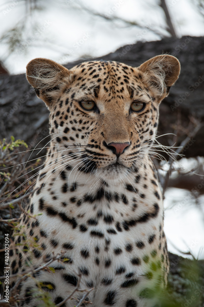 A female Leopard seen on a safari in South Africa A female Leopard seen on a safari in South Africa