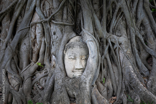 Ancient Buddha head embedded in roots of old banyan tree growing on territory of Wat Mahathat temple in Ayutthaya