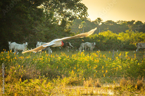 flying jabiru stork (Jabiru mycteria) at pantanal, brazil