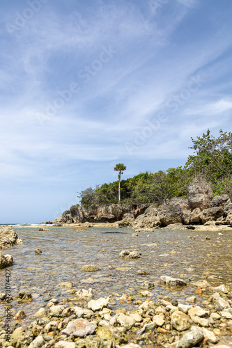 Palm on the rocks in the Dominican Republic photo