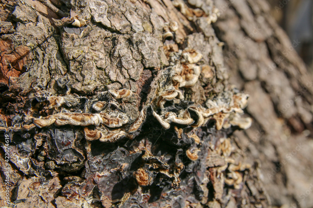 bark of wood attacked by lichen bark of wood attacked by lichen