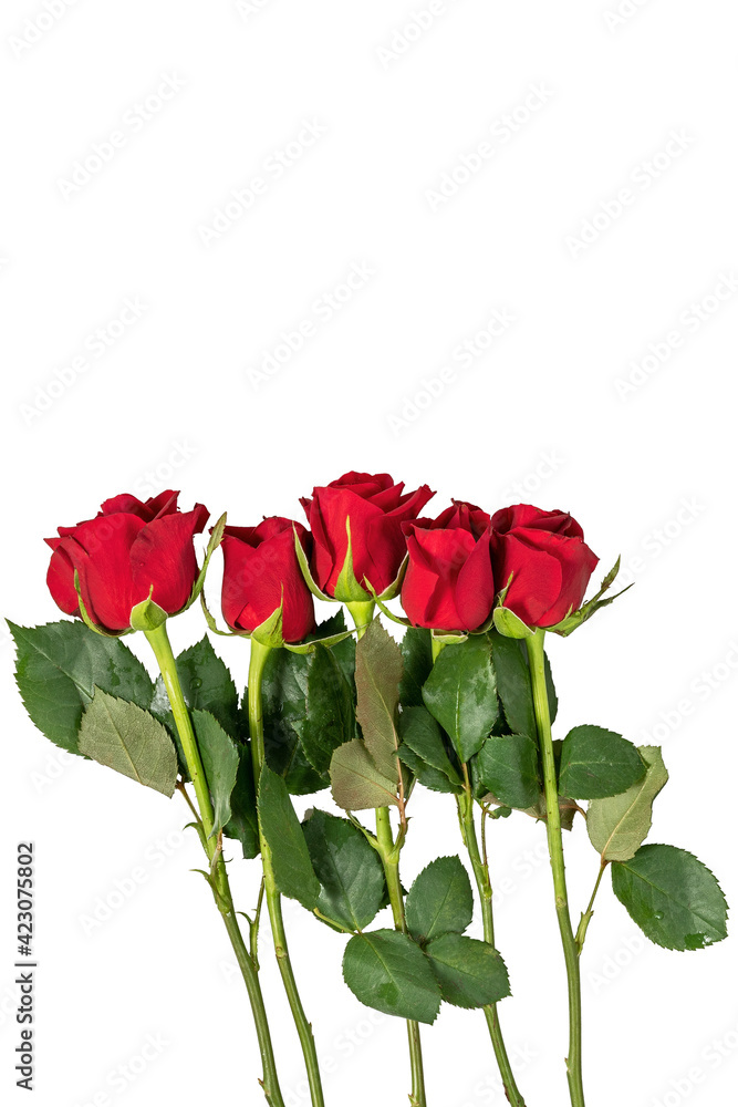 bouquet of red freshly cut roses isolated on white background