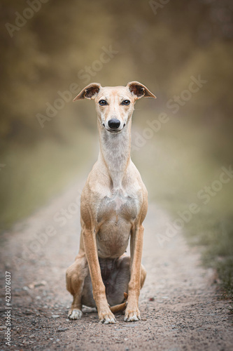 Beautiful portrait of whippet dog sitting in nature