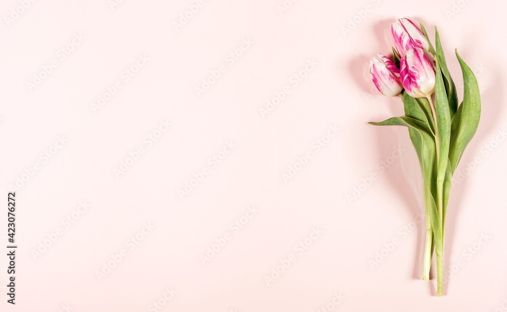 Pink tulips on pink background, copy space Pink tulips on pink background, copy space
