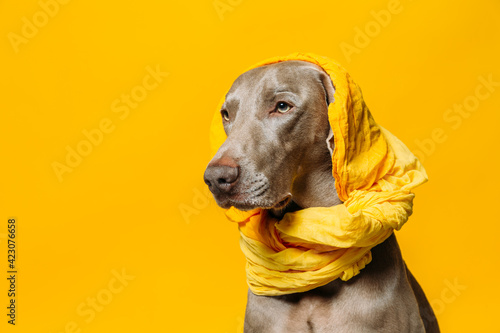 Adorable purebred Weimaraner dog with yellow headscarf on head sitting against yellow background in studio photo