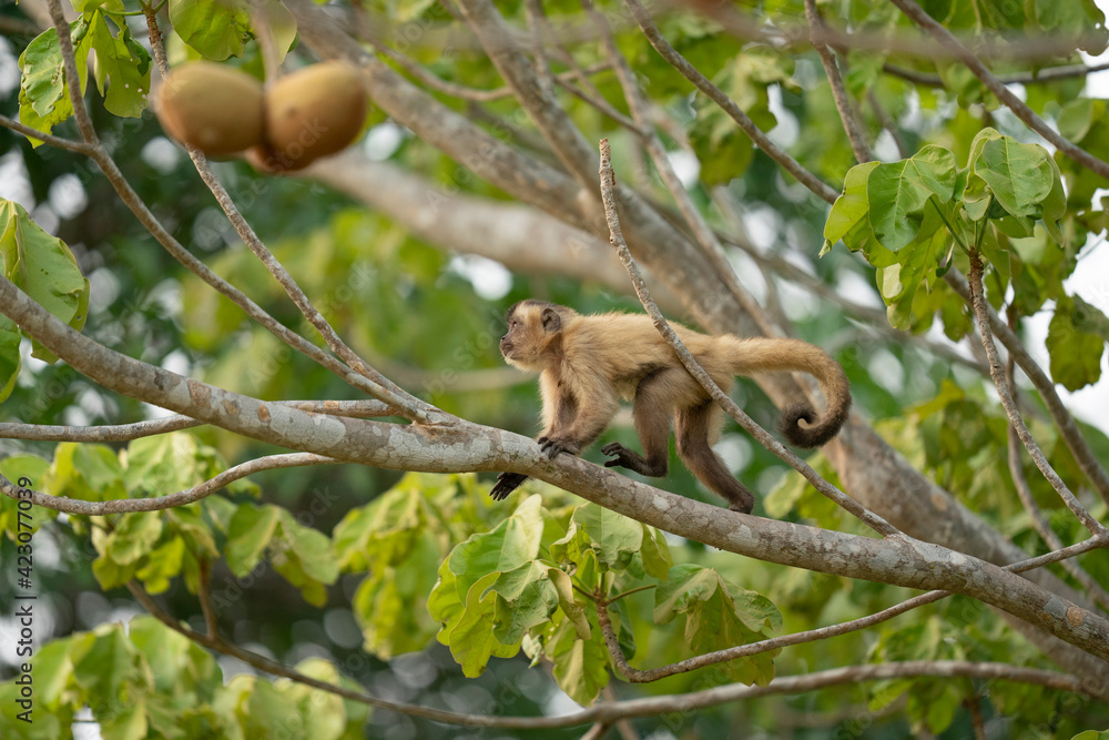 Hooded capuchin monkey (Cebus apella cay) Hooded capuchin monkey (Cebus apella cay)