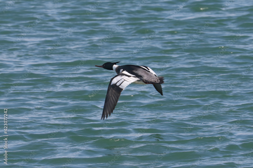 Red breasted merganser males flying and fighting over females on lake in early spring
Red breasted merganser males flying and fighting over females on lake in early spring