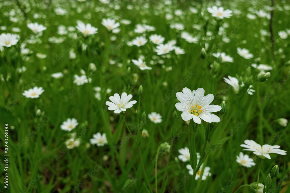 white flowers in the meadow white flowers in the meadow