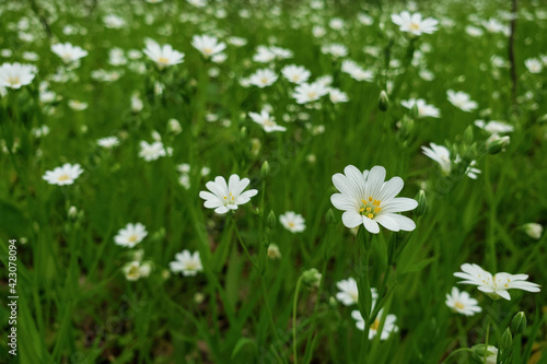 white flowers in the meadow