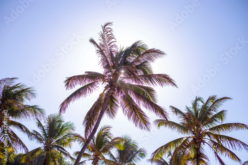 Coconut trees against the sun © Djalma