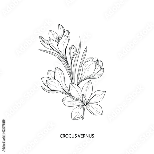 Botanical illustration. crocus vernus flower. Black and white vector illustration