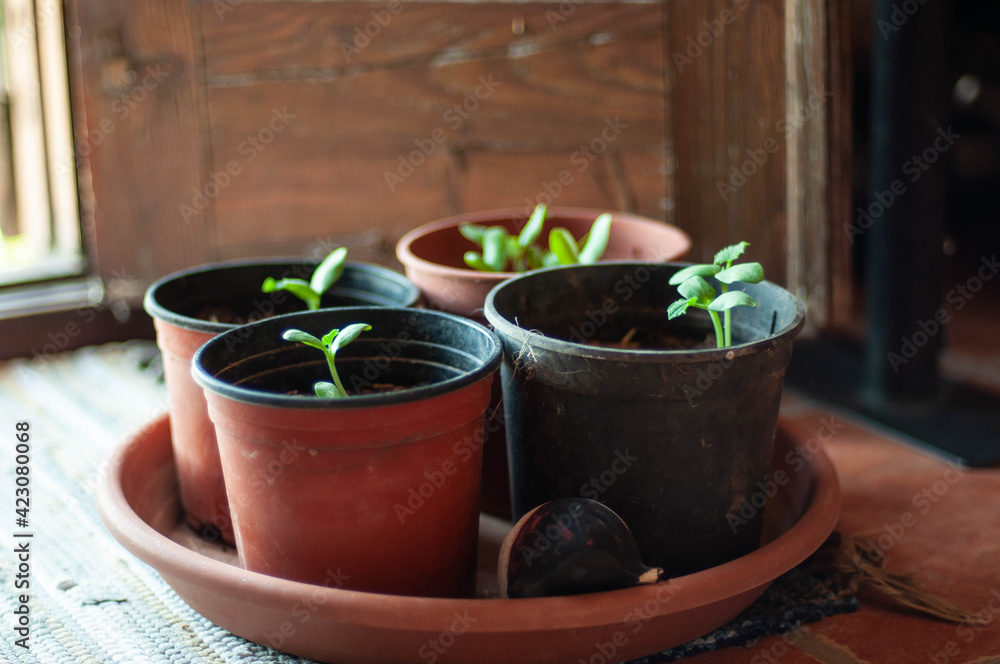 Growing plants with green leaves in pots. Growing plants with green leaves in pots.