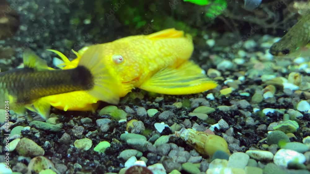 Freshwater Aquarium Fish swimming in aquarium Freshwater Aquarium Fish swimming in aquarium