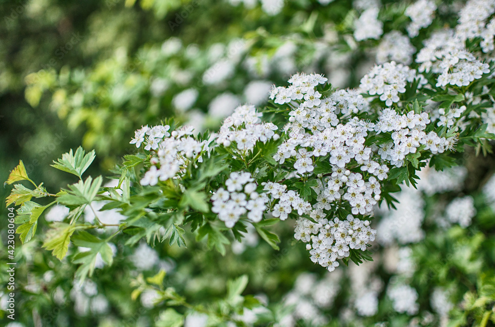 Wild hawthorn bush blooms with abundant white flowers in spring and gives small red fruits Wild hawthorn bush blooms with abundant white flowers in spring and gives small red fruits