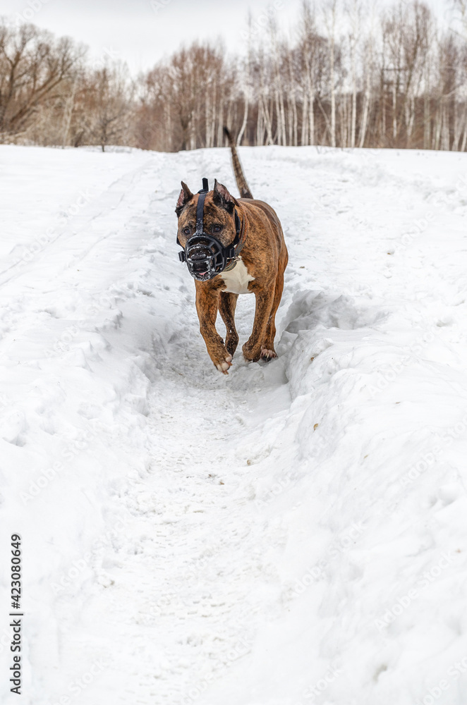 dog running in snowy field