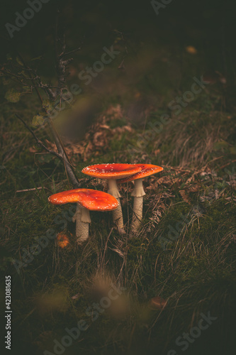 forest mushrooms with a fairy tale feeling