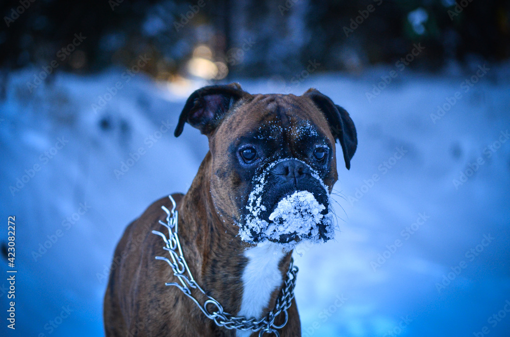 Boxer dog in the snow