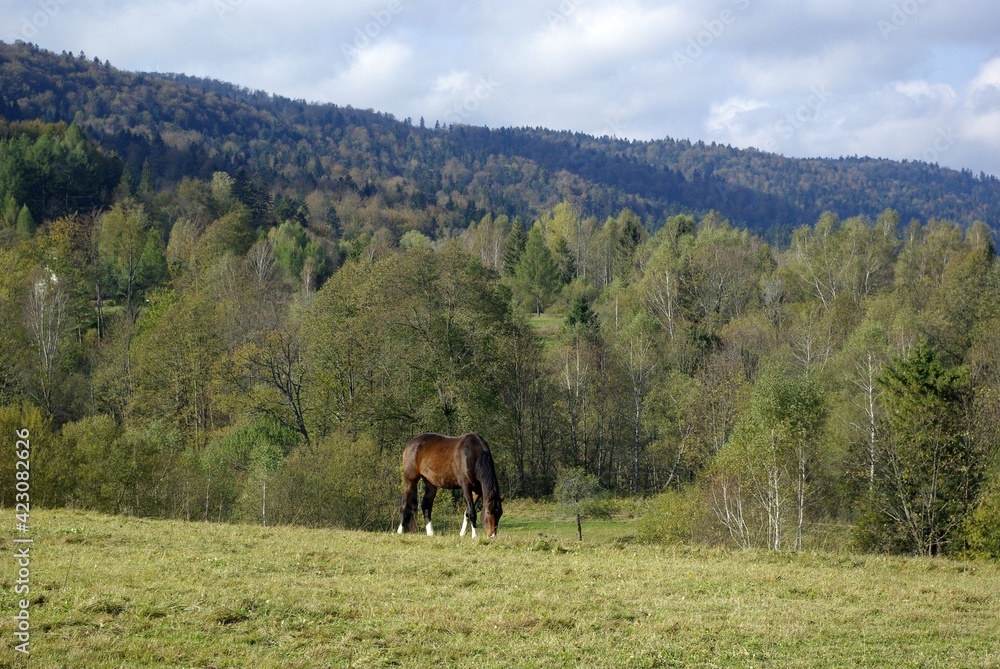 horse in the mountains on the meadow