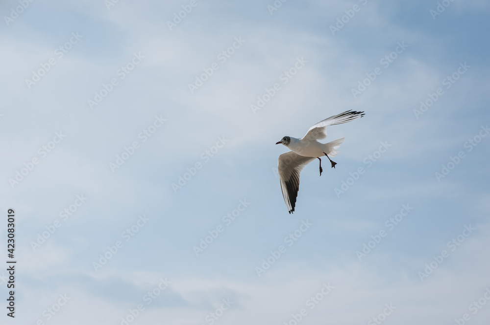 Fototapeta premium A beautiful, large white seagull flies against the blue sky, soaring above the clouds, spreading its long wings in the daytime. Photo of a bird.